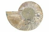 Cut & Polished Ammonite Fossil (Half) - Madagascar #223158-1